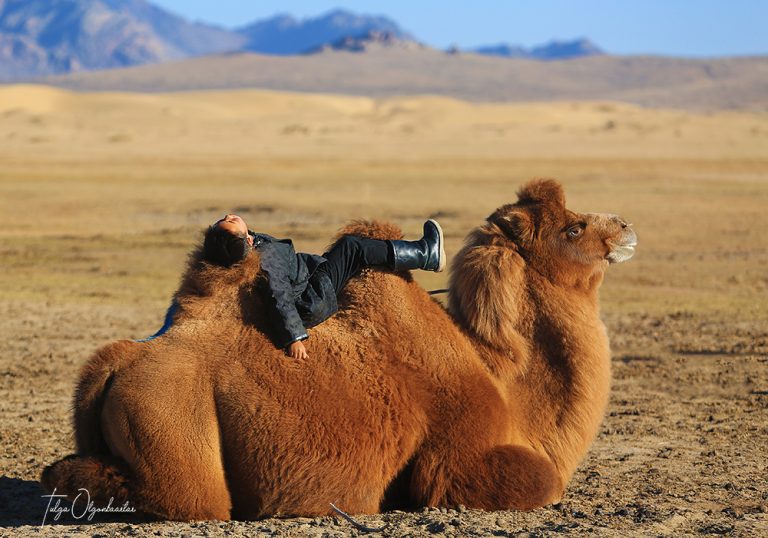 About The Majestic Mongolian Camels