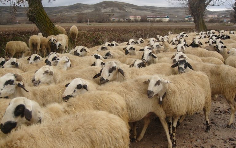 Is Sheep Wool Expensive?