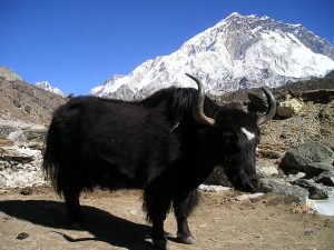 nepal yak