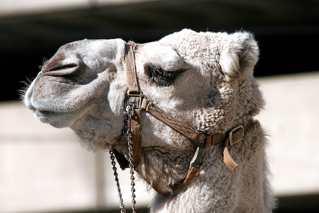 How is Camel Wool Made?