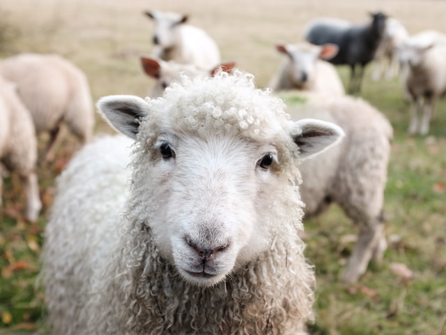 Is Sheep Wool Good Insulator?