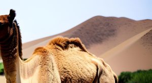 camel-warmth
